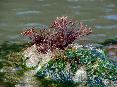 Interesting seaweed
