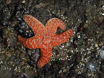 Jewels of the ocean