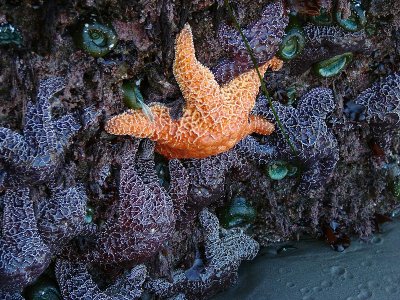 Orange Starfish climbing on the purple ones