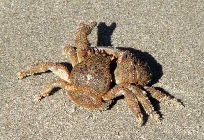 Hermit Crab (I think)