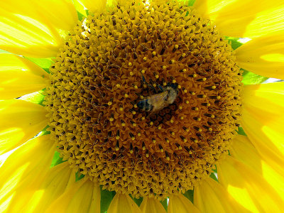 Bee Centered ;-))