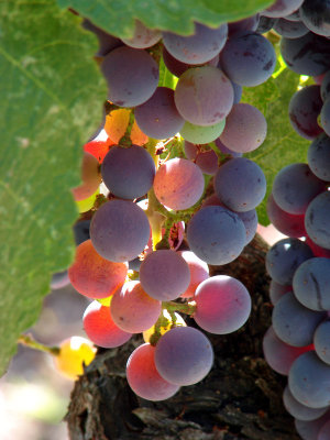 Translucent grapes