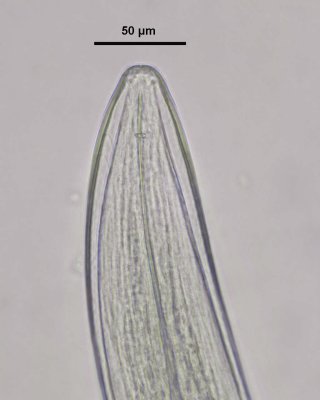 L. carniolus anterior.jpg