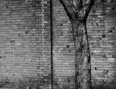 Wall and tree #1