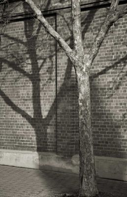 Wall & tree #2