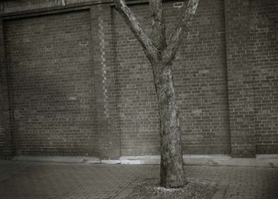 Wall & tree #3