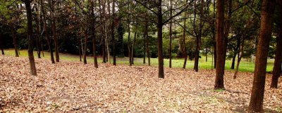 Quiet place #3