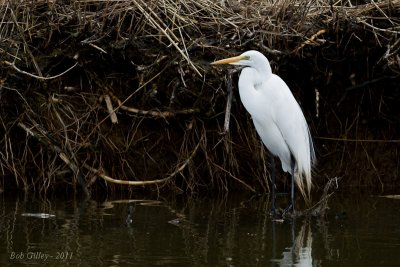 Great White Egret