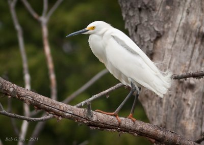 Snowy Egret