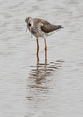 Wilson's Snipe
