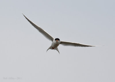 Roseate Tern