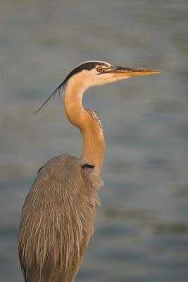 Great Blue Heron - 22 June 2006