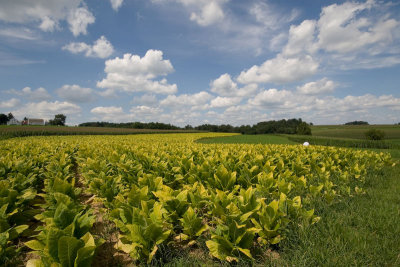 Amish tobacco field