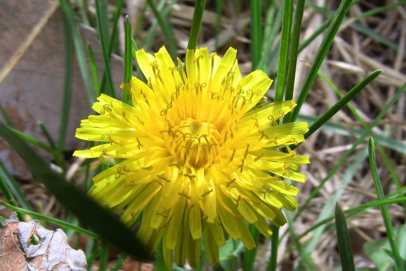 flower.jpg