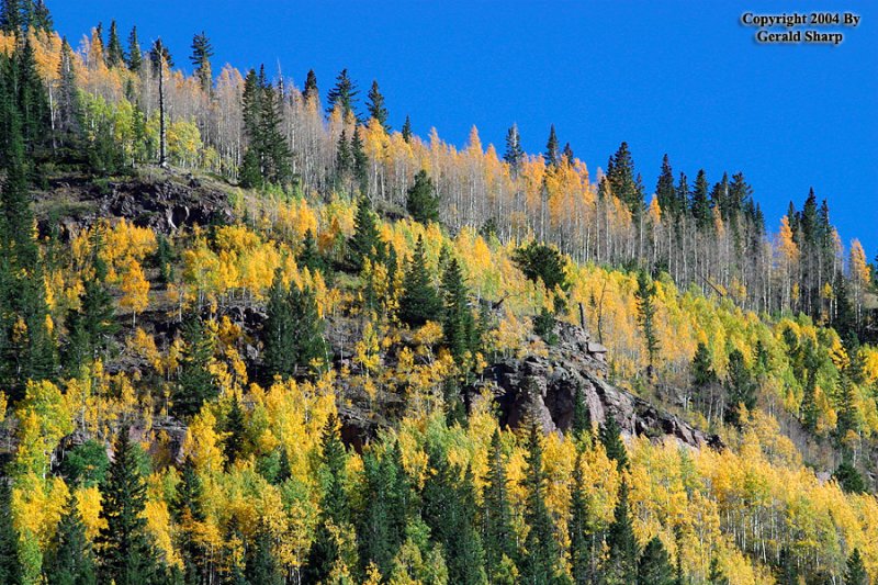 Aspens-6.jpg