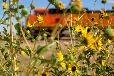 pumkins_and_sunflowers.jpg