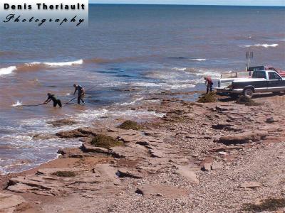 Harvesting Seaweed in North Cap