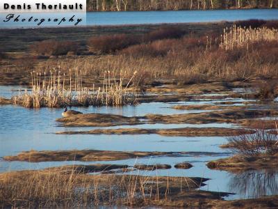 Canada Goose on Pokemouche River