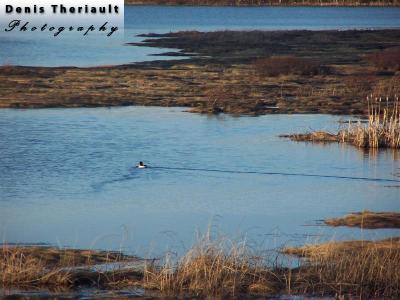 Duck on Pokemouche River