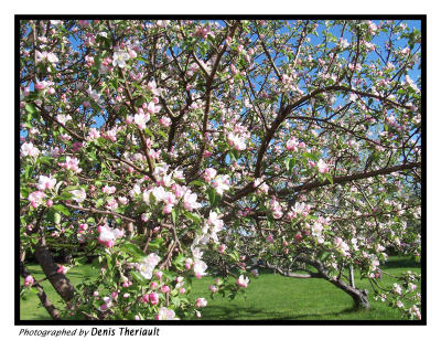 Apple Tree