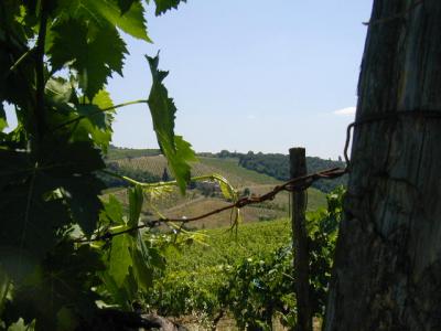 The Vineyards Around Le Torre