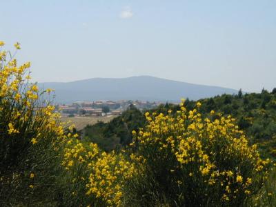 Wild Broom with Quercia Grossa in Background