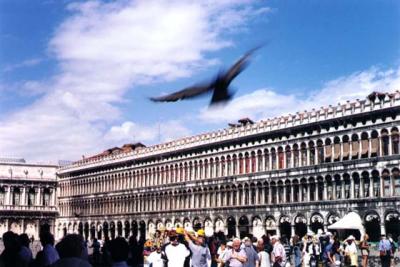 Piazza San Marco with Pidgeon