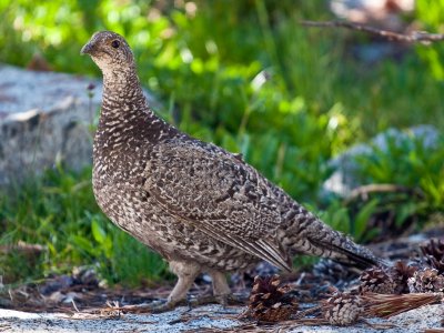 Bird