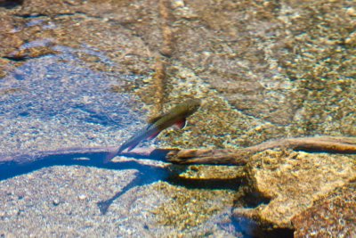Fish
