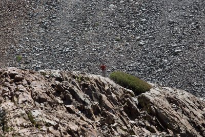 Bill, atop rock