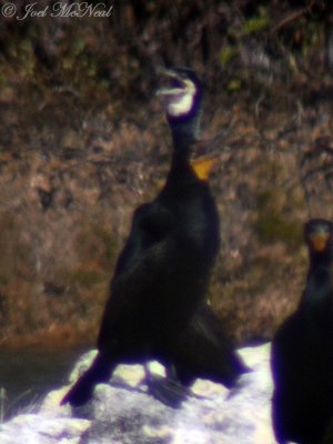 Great Cormorant: Phalacrocorax carbo, Walter F. George Dam (digiscoped at 60X)
