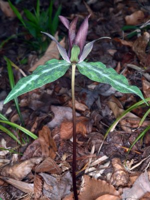 Chattahoochee Wakerobin: Trillium decipiens