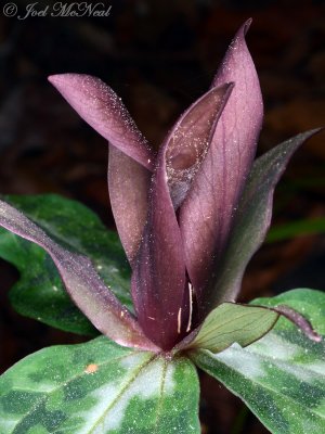 Chattahoochee Wakerobin: Trillium decipiens