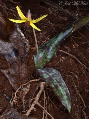 Dimpled Trout Lily:  Erythronium umbilicatum