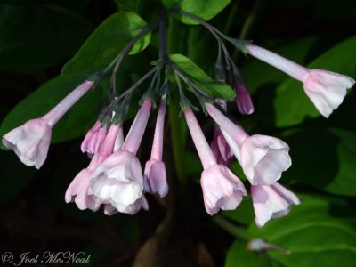 Virginia Bluebells:  Mertensia virginica, pink variant