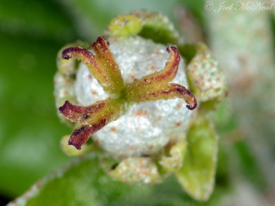 Alabama Croton: female flower/stigma