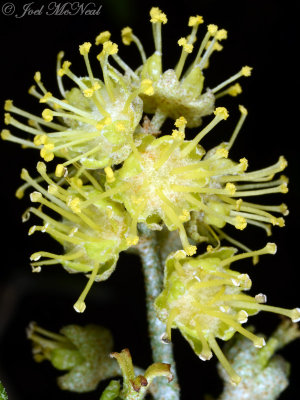 Alabama Croton: male inflorescence