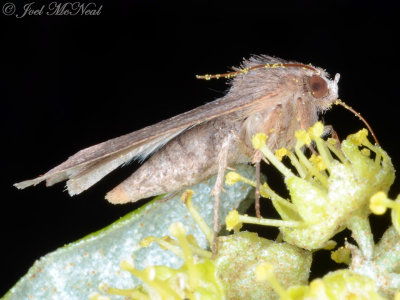 Moth on Alabama Croton