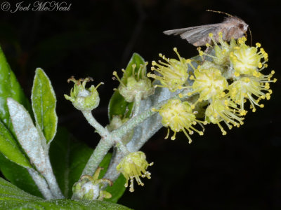 Moth on Alabama Croton