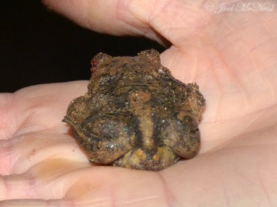 Eastern Spadefoot Toad