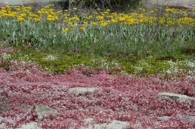 Packera tomentosa, Minuartia uniflora, and Diamorpha smallii