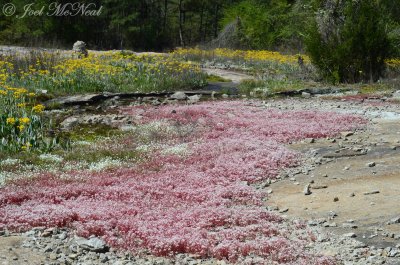 Packera tomentosa, Minuartia uniflora, and Diamorpha smallii