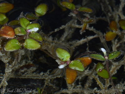 Amphianthus pusillus (Snorklewort, Pool Sprite) in bud