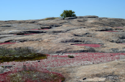 Dish gardens with Diamorpha smallii (Elf Orpine)