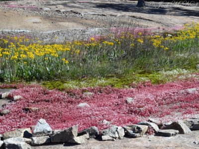 Packera tomentosa, Minuartia uniflora, and Diamorpha smallii