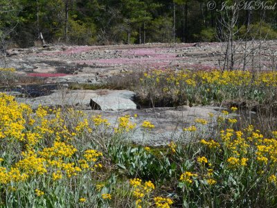 Packera tomentosa, Minuartia uniflora, and Diamorpha smallii