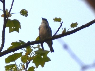 Cerulean Warbler: State Botanical Garden- Athens, GA