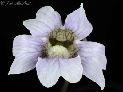 Blueflower Butterwort:  Pinguicula caerulea