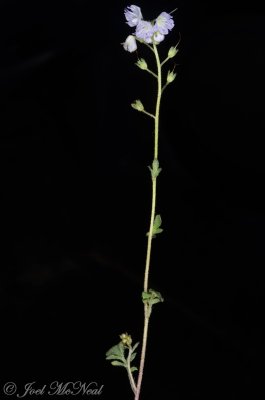 Small-flowered Scorpion-weed: Phacelia dubia