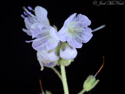 Small-flowered Scorpion-weed: Phacelia dubia